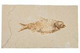 Detailed Fossil Fish (Knightia) - Wyoming #204482-1